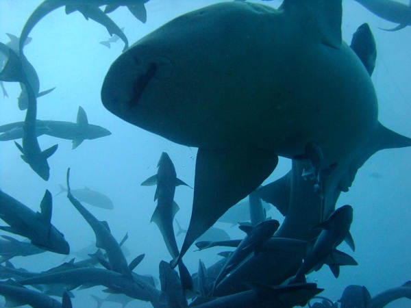 Aqua-Trek Ultimate Shark Encounter