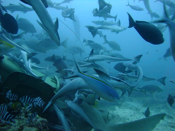 Aqua-Trek Ultimate Shark Encounter