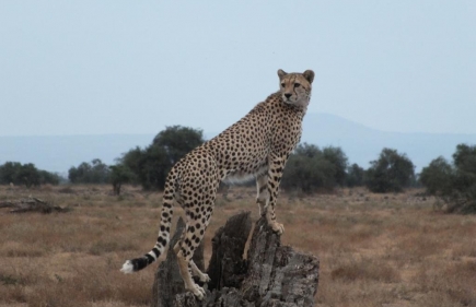 Amboseli National Park