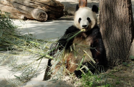 Beijing Sightseeing #2