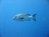 Little Brother, Brother Islands, Red Sea