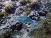 Little Brother, Brother Islands, Red Sea