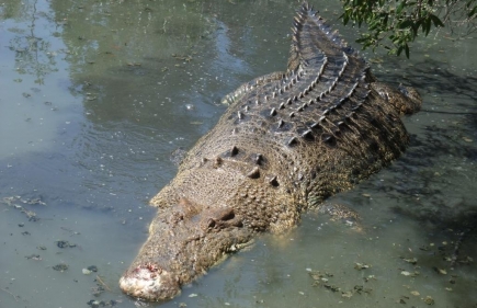 Crocodile Explorer