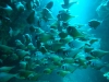 DSCF1726