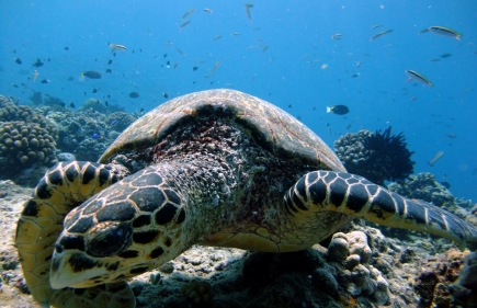 Gili Islands Tauchen