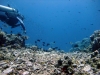 DSCF3490