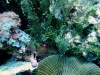 DSCF3511