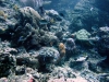DSCF3553
