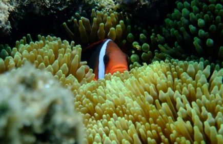 Great Barrier Reef 2