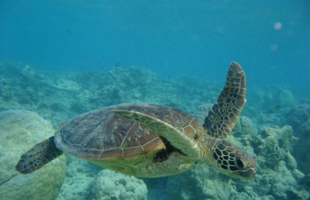 Great Barrier Reef