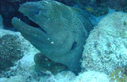 Great Barrier Reef 3