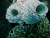 DSCF3401