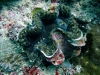 DSCF3443