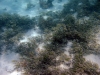 Milimani South, Mafia Island, Tanzania