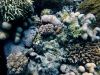 Milimani South, Mafia Island, Tanzania
