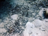 Milimani South, Mafia Island, Tanzania