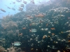 Milimani South, Mafia Island, Tanzania