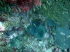 Milimani South, Mafia Island, Tanzania