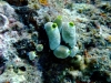 Coral Islands, Mafia Island, Tanzania