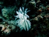 Coral Islands, Mafia Island, Tanzania