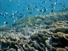 Coral Islands, Mafia Island, Tanzania