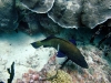 Coral Islands, Mafia Island, Tanzania