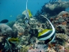 Coral Islands, Mafia Island, Tanzania