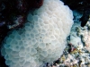 Coral Islands, Mafia Island, Tanzania