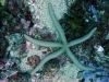 Kinasi Wall, Mafia Island, Tanzania