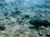 Kinasi Wall, Mafia Island, Tanzania
