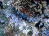 Kinasi Wall, Mafia Island, Tanzania