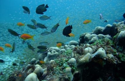 Malindi Marine Park