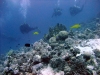 Siyul Island (Kebir), Red Sea