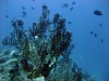 Siyul Island (Kebir), Red Sea