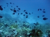 Siyul Island (Kebir), Red Sea