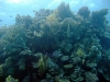 Siyul Island (Kebir), Red Sea