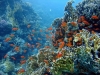 Siyul Island (Kebir), Red Sea