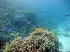 Siyul Island (Kebir), Red Sea