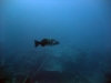 Thistlegorm, Red Sea