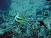 Thistlegorm, Red Sea