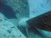 Thistlegorm, Red Sea