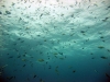 Thistlegorm, Red Sea