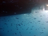 Thistlegorm, Red Sea