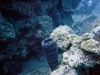 Thistlegorm, Red Sea