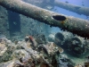 Thistlegorm, Red Sea