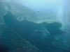 Thistlegorm, Red Sea