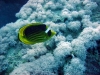 Thistlegorm, Red Sea