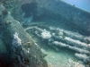 Thistlegorm, Red Sea