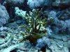 Thistlegorm, Red Sea