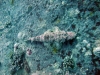 Thistlegorm, Red Sea